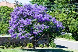 Purple flowering tree identification australia. Jacaranda Trees Burke S Backyard