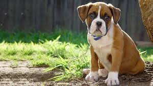 We have a nation wide reputation for breeding quality pedigree boxer puppies. Get Into The Ring With The Boxer