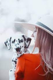 Dalmatian Puppy Dog Photoshoot Puppy Photography Dog Photography