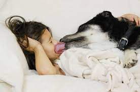 Here S Why You Shouldn T Let Your Dog Lick Your Face