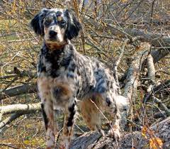 Temperament as a puppy, the llewellin setter is rambunctious and energetic, into anything and everything. About Ecls East Coast Llewellin Setters English Setter Dogs English Setter Puppies Setter Puppies