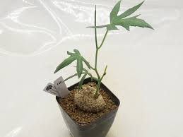 Image result for Trochomeria macrocarpa