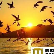 Bergama Gayrimenkul Emlakdanismanlik Satilik Kiralik Daire Ev Arsa Tarla Zeytinlik Zlik Arsa Koy Evi Hobi Bahcesi Satilik Tarla Arsa Zeyt 2020 Koy Evi Tarim Evler