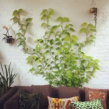 We did not find results for: 33 Beautiful Wall Climbing Plants Indoor Ideas For Your Home Decoration In 2021 Wall Climbing Plants Indoor Wall Climbing Plants Climbing Plants Indoor