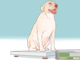 Adequate fluid is also essential, particularly if she is on a dry diet. How To Encourage Dogs To Mate Naturally 14 Steps With Pictures