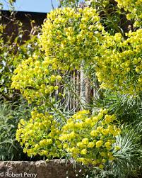 Image result for Euphorbia epicyparissias