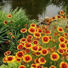 Blanket flower — noun annual of central united states having showy long stalked yellow flower heads marked with scarlet or purple in the center • syn: Blanket Flower Seeds Flower Seeds In Packets Bulk Eden Brothers