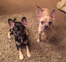 Most adorable teacup chihuahua compilation video ever. 2 French Bulldog X Chihuahua Pups Loughton Essex Pets4homes