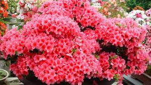 Flowers Lover Azalea Flower Youtube