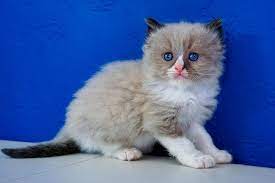 Ragdoll kittens has outstanding ragdoll cats and ragdoll kittens for sale. Ragdoll Kittens For Sale Near Me Buy Ragdoll Kitten Www Ragcats Us Ragdollkittens Ragdoll Kittens Ragdoll Kitten Ragdoll Kittens For Sale Cats And Kittens