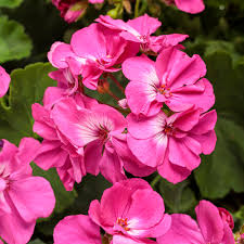 Image result for Geranium