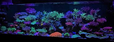 Aquascapes are awesome works of art found within an aquarium. Coral Gallery Under Reef Aquarium Led Orphek Reef Aquarium Led Lighting