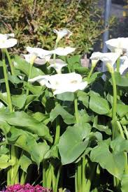 Image result for Zantedeschia aethiopica
