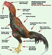 Satu satunya pusat peternak ayam bangkok terbaik yg ada di wilayah papar. Jual Beli Ayam Bangkok Wilayah Pagu Pamenang Kediri Utara Facebook