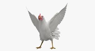 3d Model Of Gallus Domesticus White Domestic