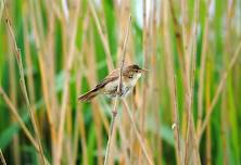 Bird song walk