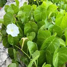 Image result for Ipomoea vernalis