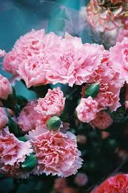 Untitled Carnation Flower Flowers Pretty Flowers