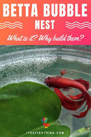Betta Bubble Nest What Is It Why Do Betta Build Them Betta Betta Aquarium Betta Fish Care