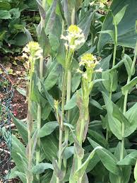 Image result for Turritis glabra