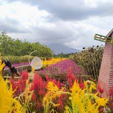 Terletak tidak jauh dari gunung gede, udara di sini segar sekali. Wisata Kebun Di Banten Spot Foto Warna Warni Bunga Instagenic
