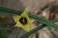 Image result for Momordica pterocarpa