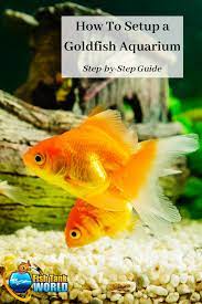 How To Set Up A Goldfish Aquarium The Right Way Fish Tank World Goldfish Aquarium Goldfish Tank Goldfish