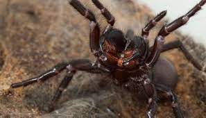 The abdomen features some enlarged spinnerets, making it easy to distinguish from others. Deadly Spiders Evolved Venom To Safely Search For Love Smart News Smithsonian Magazine