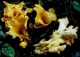 Image result for Craterellus fallax