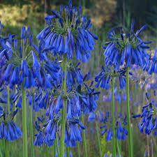 Image result for Agapanthus inapertus