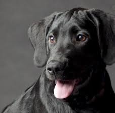 Menurut banyak ahli tafsir kuno, mimpi ini artinya adalah anda akan. 16 Arti Mimpi Ada Anjing Hitam Menyerang Seseorang Menurut Islam Dan Primbon Jawa Lepank