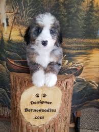 Welcome to greenfield puppies' virginia puppies for sale page. Puppies Who Have Found Their New Homes Designer Bernedoodles
