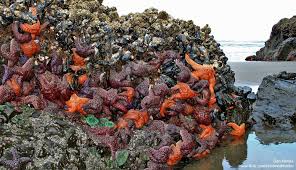Check spelling or type a new query. Sea Stars Still Dying Along The Oregon Coast The National Wildlife Federation Blog The National Wildlife Federation Blog