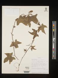 Image result for Coccinia adoensis