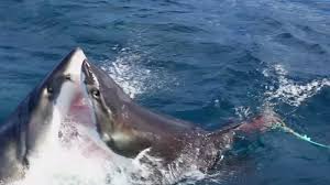 Explore the underwater adventure and help kenny, a brave young scuba diver, restore all the broken pieces in different parts of the world. Watch Great White Shark Attack Another Great White In Incredible Video Abc7 Chicago