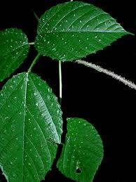 Image result for Urera