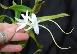 Image result for Angraecum cultriforme