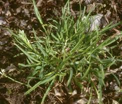 Image result for Poa annua