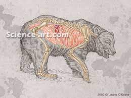 Digestive System The Grizzly Bear