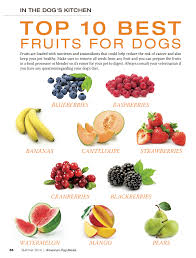 Top 10 Best Vegetables For My Dog Healthy Dog Food Recipes Raw Dog Food Recipes Foods Dogs Can Eat