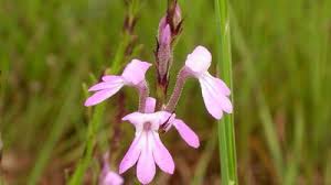 Image result for Striga bilabiata