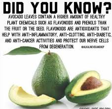 Wow Grandma Used To Take The Avocado Tea Leaves Health Remedies Natural Health Remedies Health And Nutrition