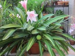 Hippeastrum Commonly Known As Amaryllis Gardening Forums Amaryllis Amaryllis Flowers Amaryllis Bulbs
