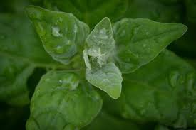 Image result for Tetragonia spicata