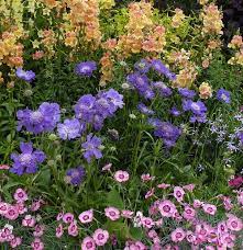 Scabiosa Caucasica Fama Blue Pincushion Flower Flower Garden Plants Spring Plants Scabiosa Flowers
