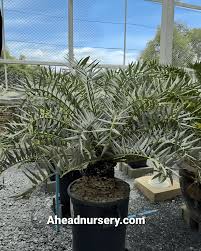 Image result for Encephalartos