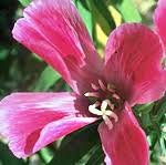 Image result for Anthephora pubescens