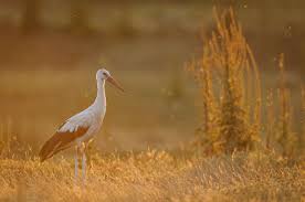 Zona verde,acces imediat la mijloace de transport,magazine,scoli,liceu. Parcul Natural Lunca Muresului