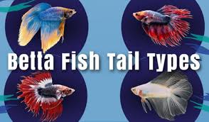 Betta Fish Tail Types Japanesefightingfish Org