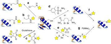 Posttranslational modification (ptm) is the chemical modification of a protein after its translation. Selective Chemical Protein Modification Nature Communications